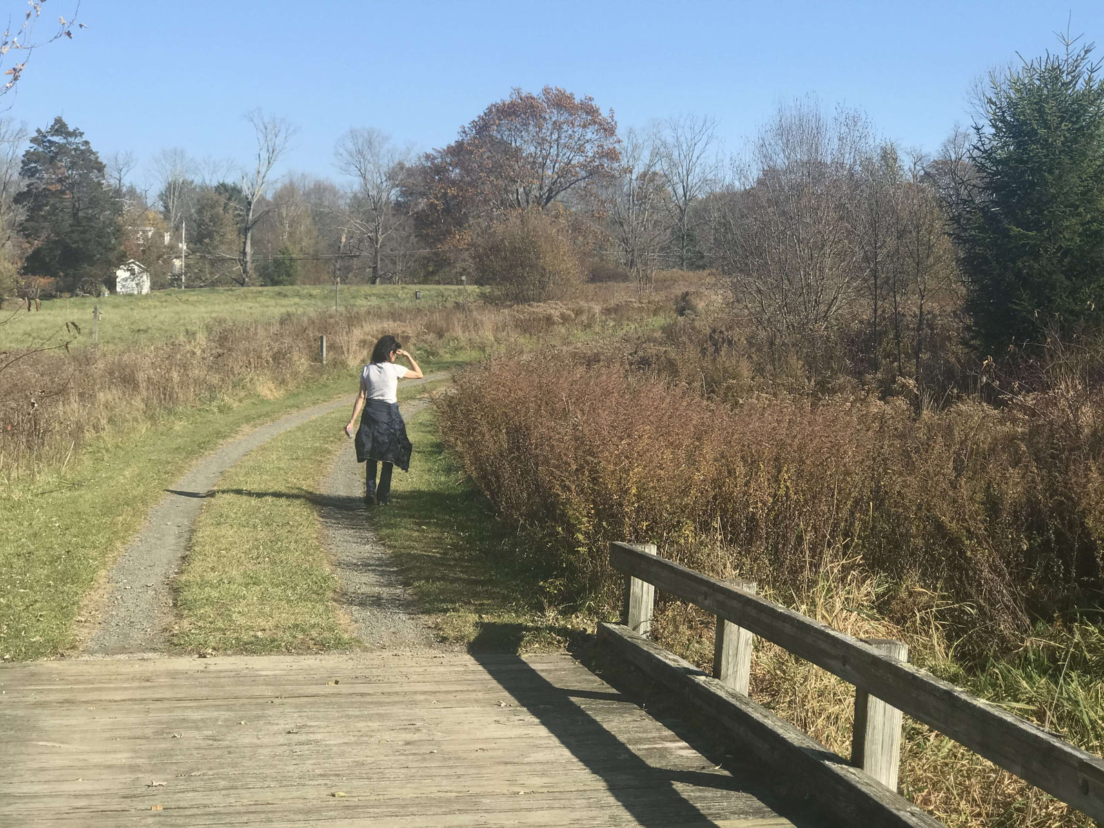 3 pack Chinese Mantis ooth egg Case live - USMANTIS