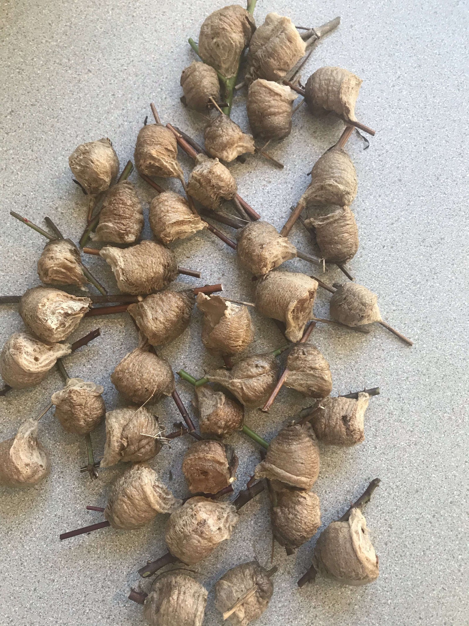 Chinese Praying Mantis ooth eggs case live bulk wholesale - USMANTIS