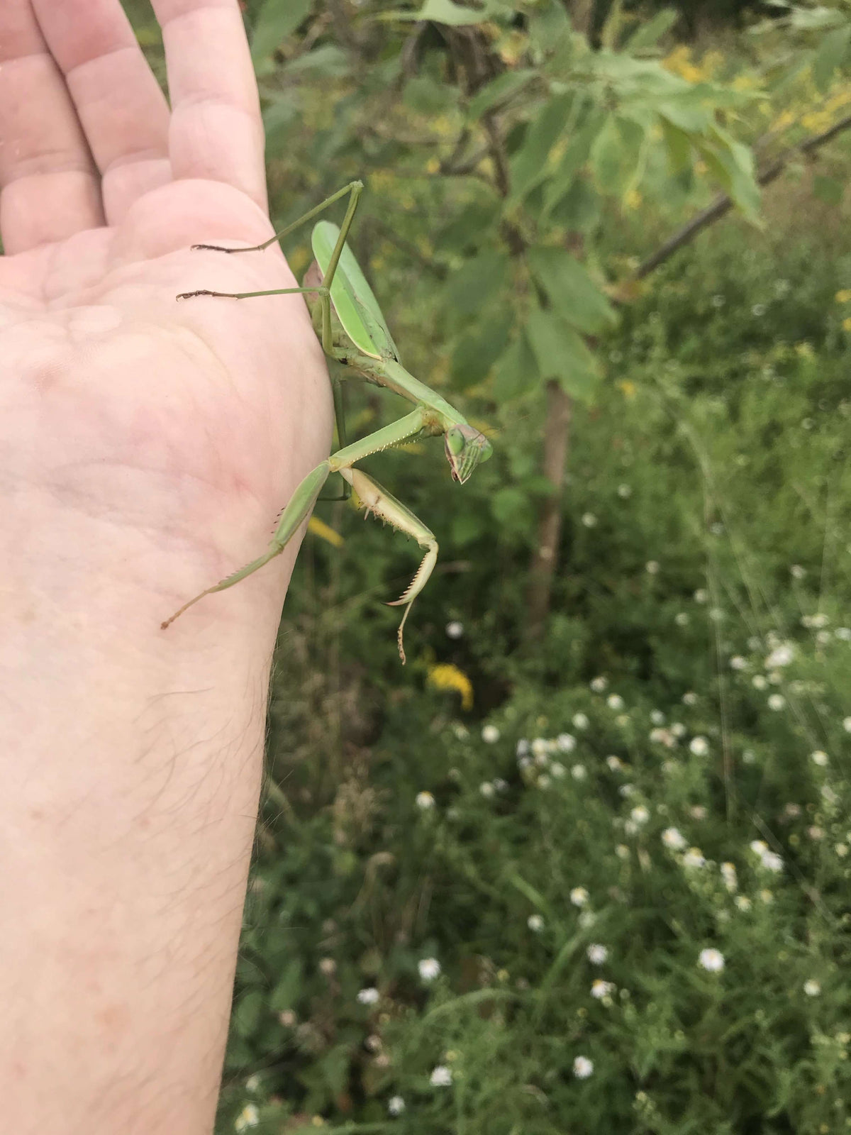 Chinese Praying Mantis ooth eggs case live bulk wholesale - USMANTIS