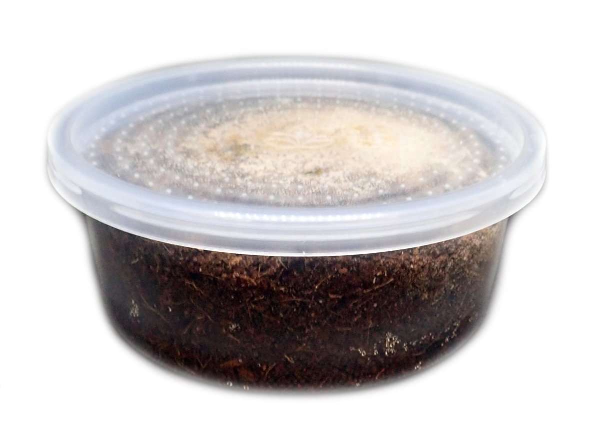 Dwarf Tropical White Isopods (25 ct) + Temperate Springtails (8oz) Bioactive Bundle. - USMANTIS