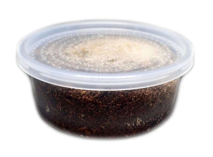 Dwarf Tropical White Isopods (25 ct) + Temperate Springtails (8oz) Bioactive Bundle. - USMANTIS