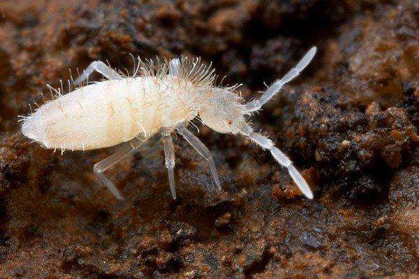 Dwarf Tropical White Isopods (25 ct) + Temperate Springtails (8oz) Bioactive Bundle. - USMANTIS
