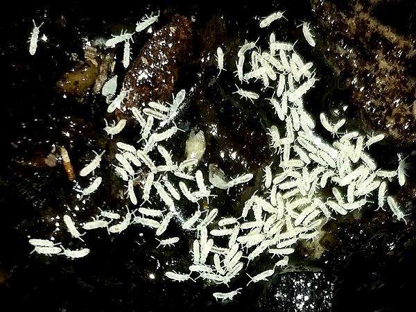 Live Springtail Culture White Tropical Temperate Silver Springtails  Terrarium