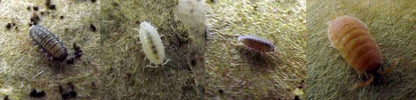 Dwarf Tropical White Isopods (25 ct) + Temperate Springtails (8oz) Bioactive Bundle. - USMANTIS
