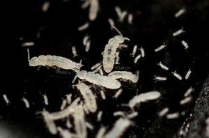 dwarf_tropical_white_isopods_(25_ct)_and_temperate_springtails_(8oz)_bioactive_bundle.