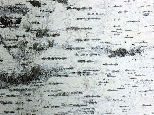 Birch Bark Sheets. Birch Sheets Craft. Birch Pieces. Birch Wood Sheets - USMANTIS