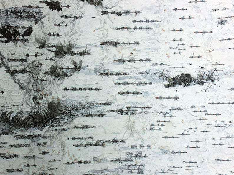 Birch Bark Sheets. Birch Sheets Craft. Birch Pieces. Birch Wood Sheets - USMANTIS