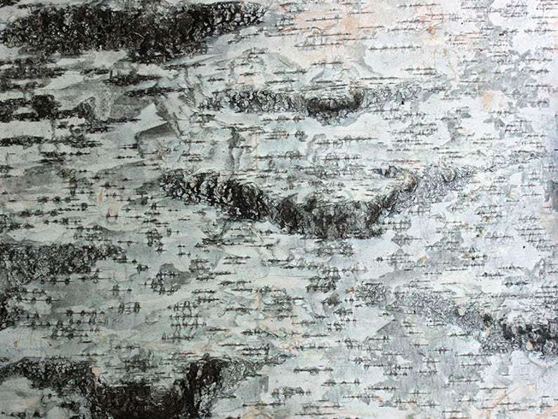 Birch Bark Sheets. Birch Sheets Craft. Birch Pieces. Birch Wood Sheets - USMANTIS