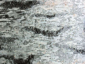 birch_bark_sheets._birch_sheets_craft._birch_pieces._birch_wood_sheets