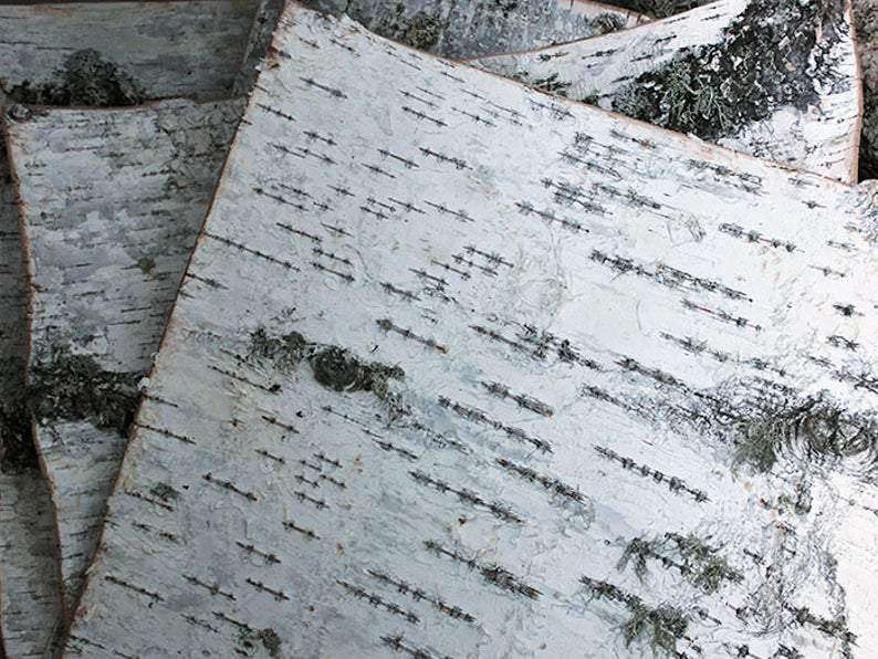 Birch Bark Sheets. Birch Sheets Craft. Birch Pieces. Birch Wood Sheets - USMANTIS