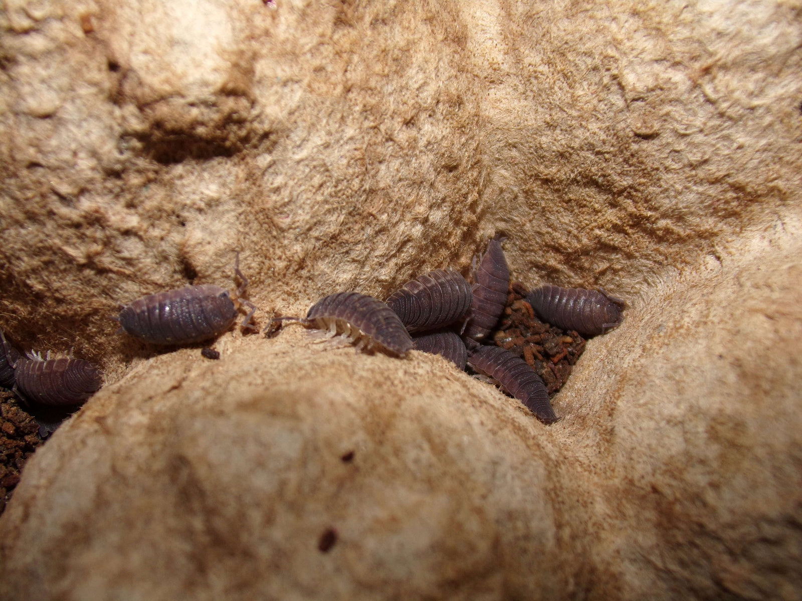 Cubaris Murina-10 count bioactive isopods - USMANTIS