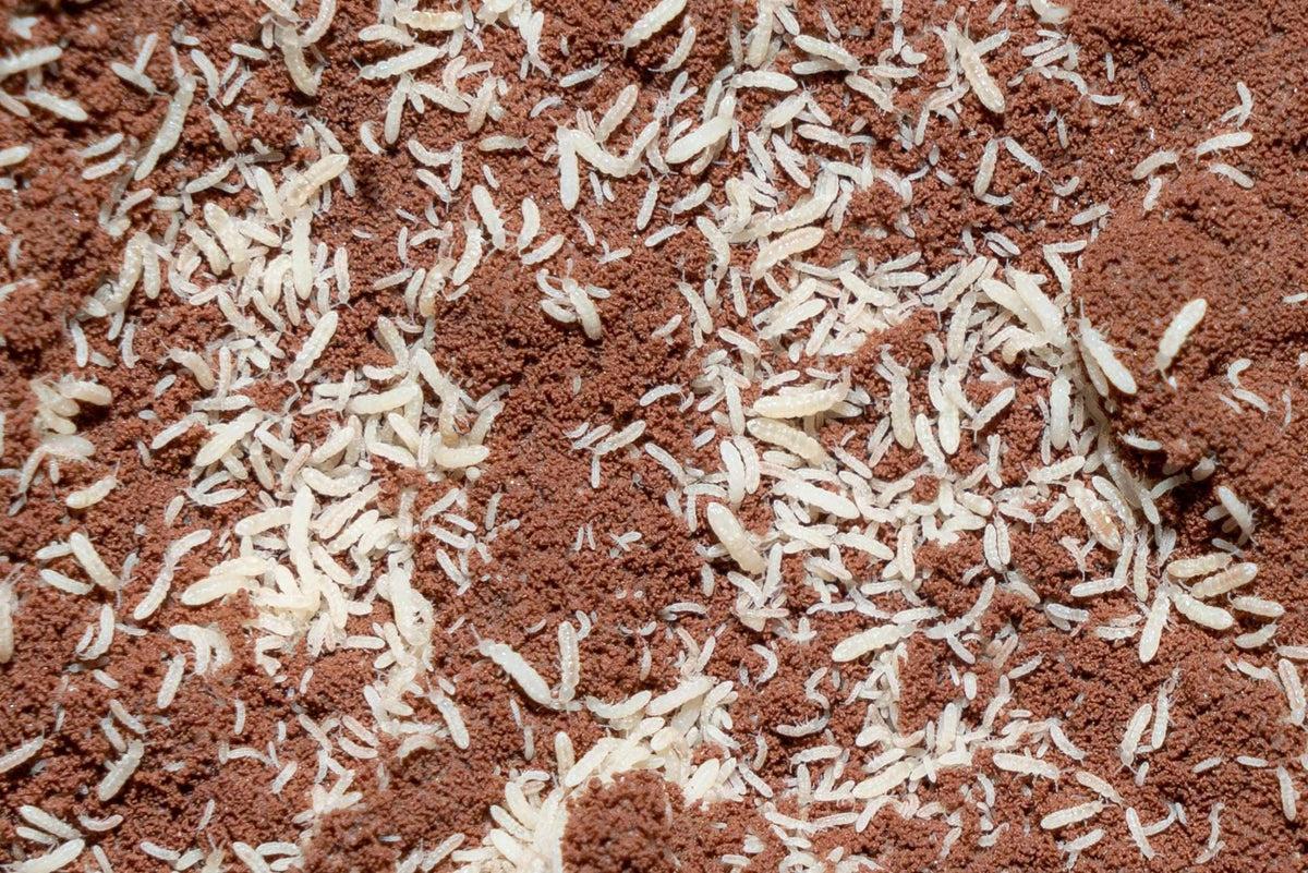 Calcium Bearing Clay Media for Springtail Cultures - USMANTIS