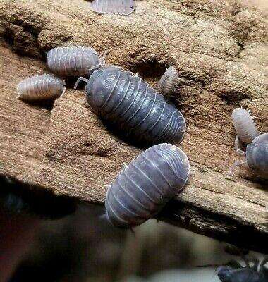 Cubaris Murina-10 count bioactive isopods - USMANTIS