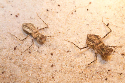 Eremiaphila species. Desert mantis - USMANTIS