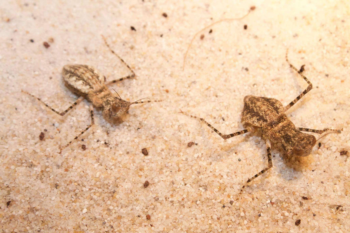 Eremiaphila species. Desert mantis - USMANTIS