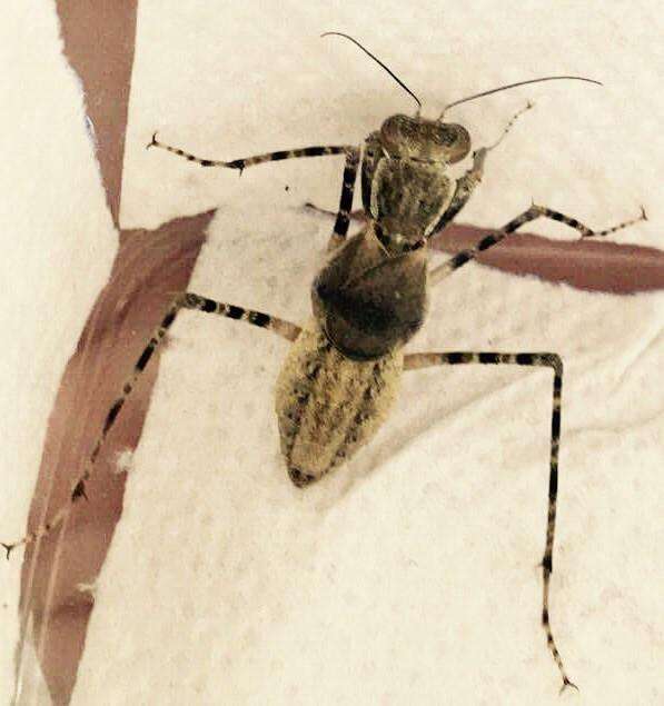 Eremiaphila species. Desert mantis - USMANTIS