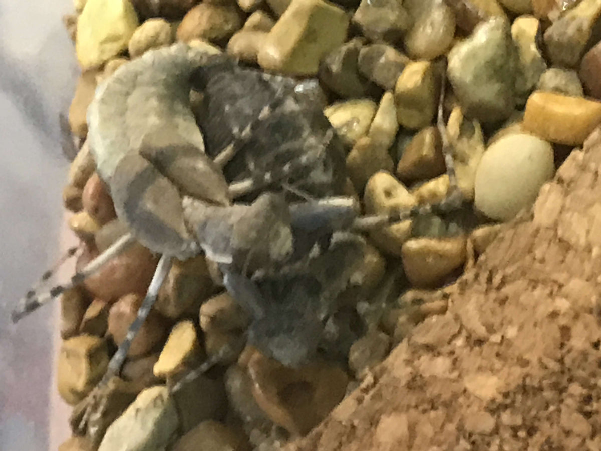 Eremiaphila species. Desert mantis - USMANTIS