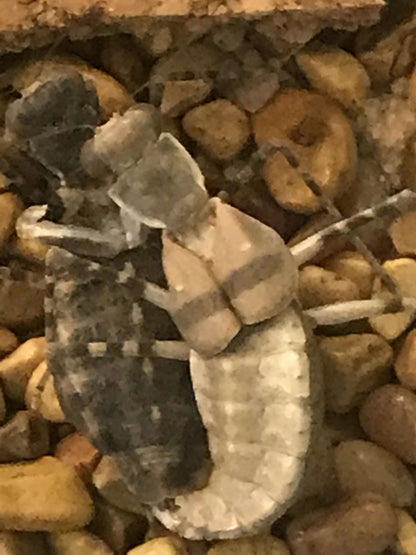 Eremiaphila species. Desert mantis - USMANTIS