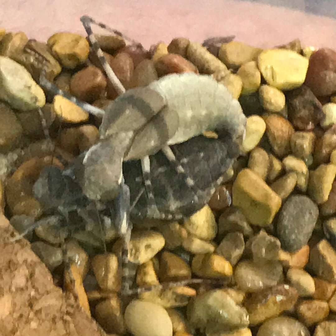 Eremiaphila species. Desert mantis - USMANTIS