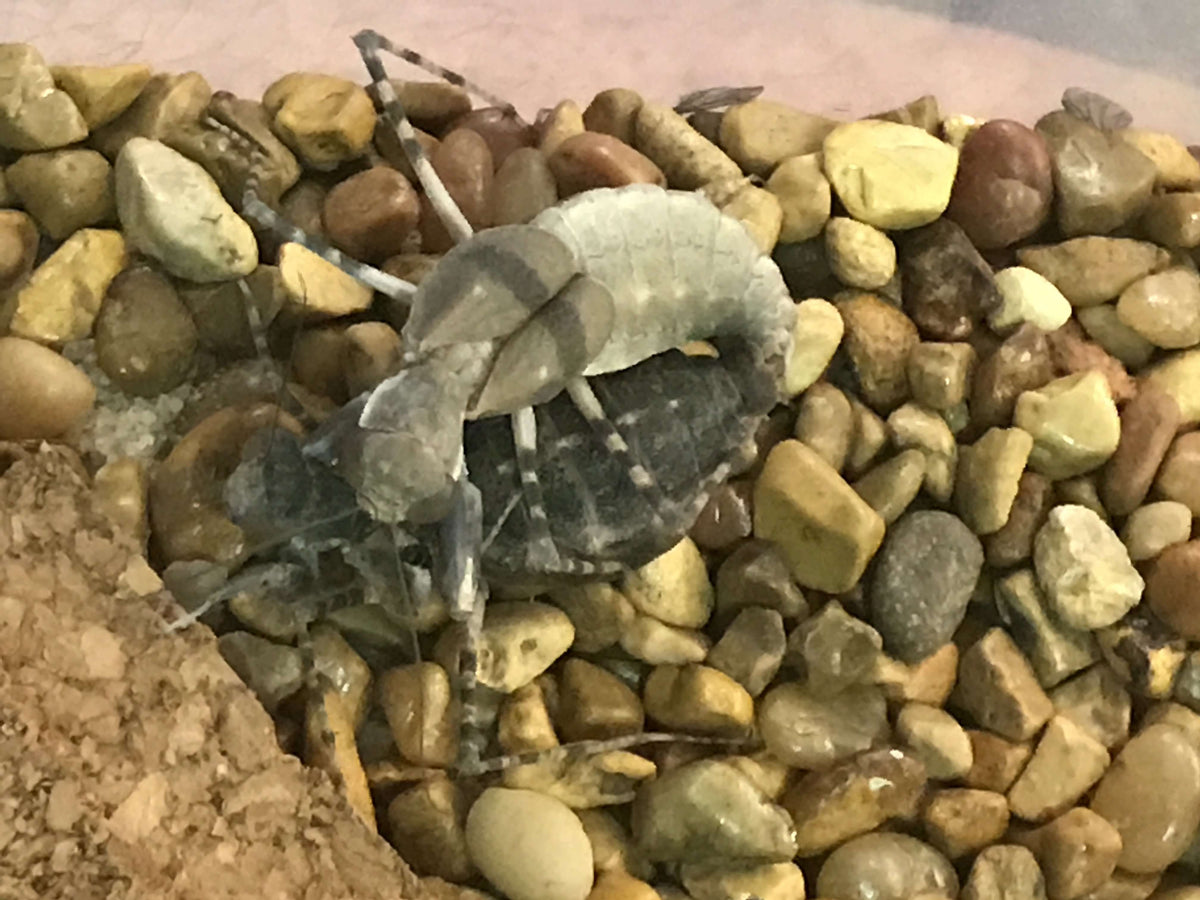 Eremiaphila species. Desert mantis - USMANTIS