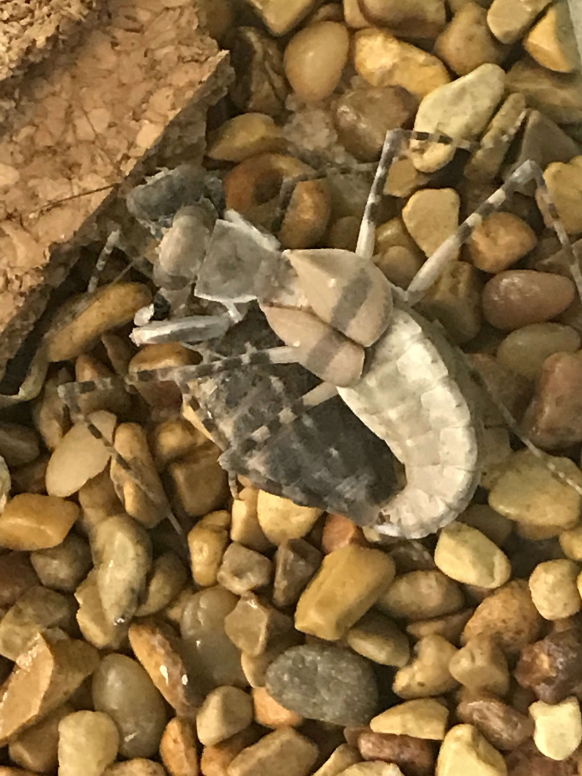 Eremiaphila species. Desert mantis - USMANTIS