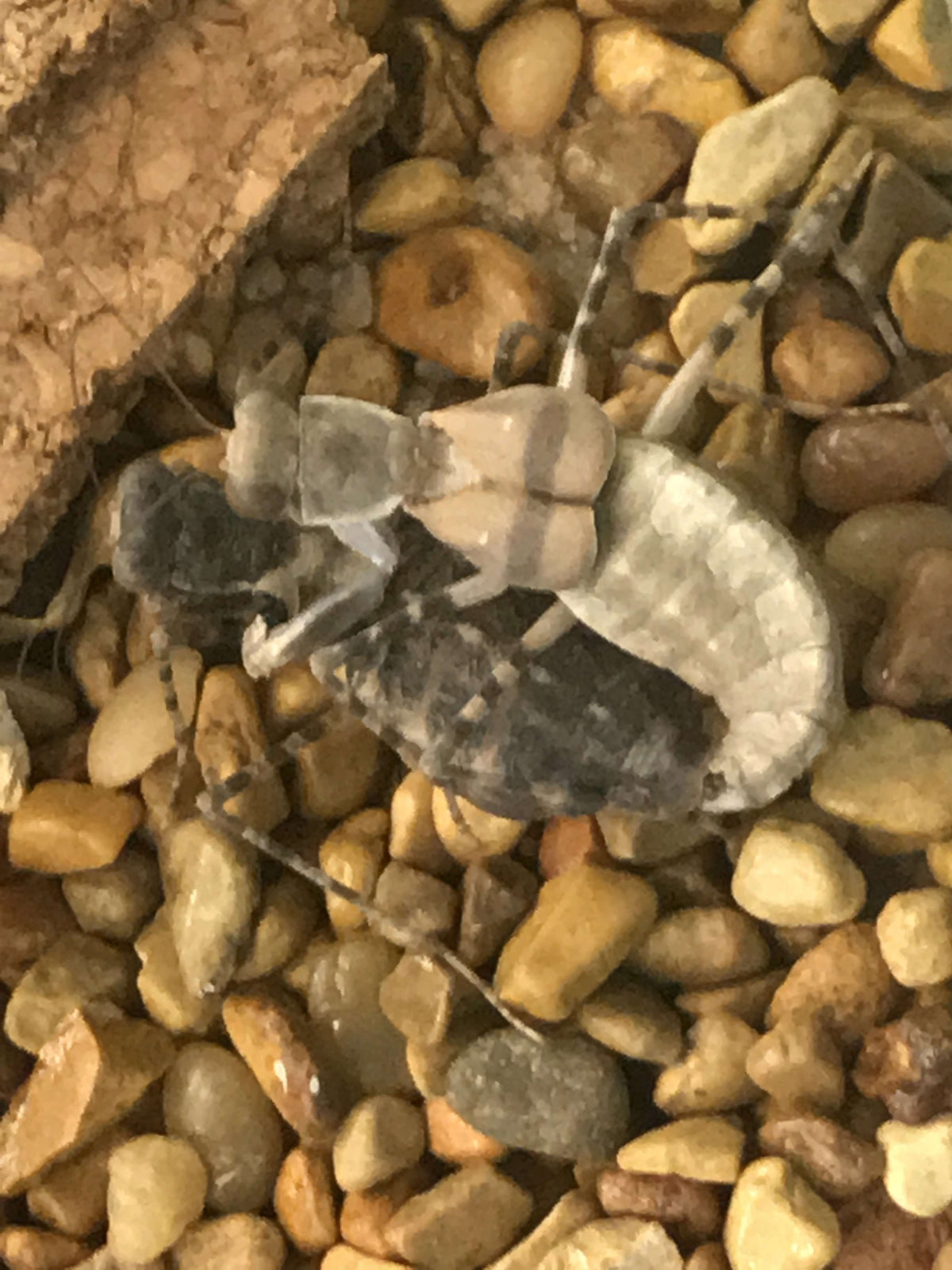 Eremiaphila species. Desert mantis - USMANTIS