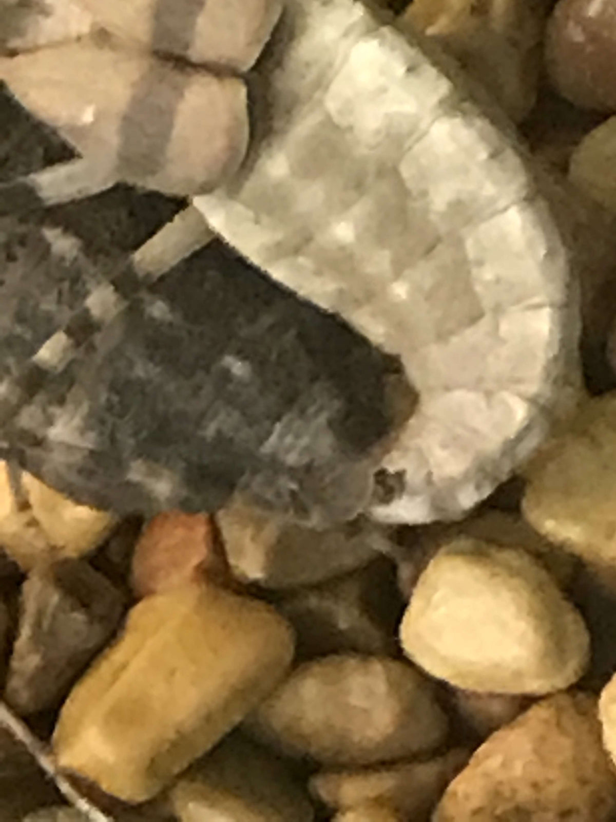 Eremiaphila species. Desert mantis - USMANTIS