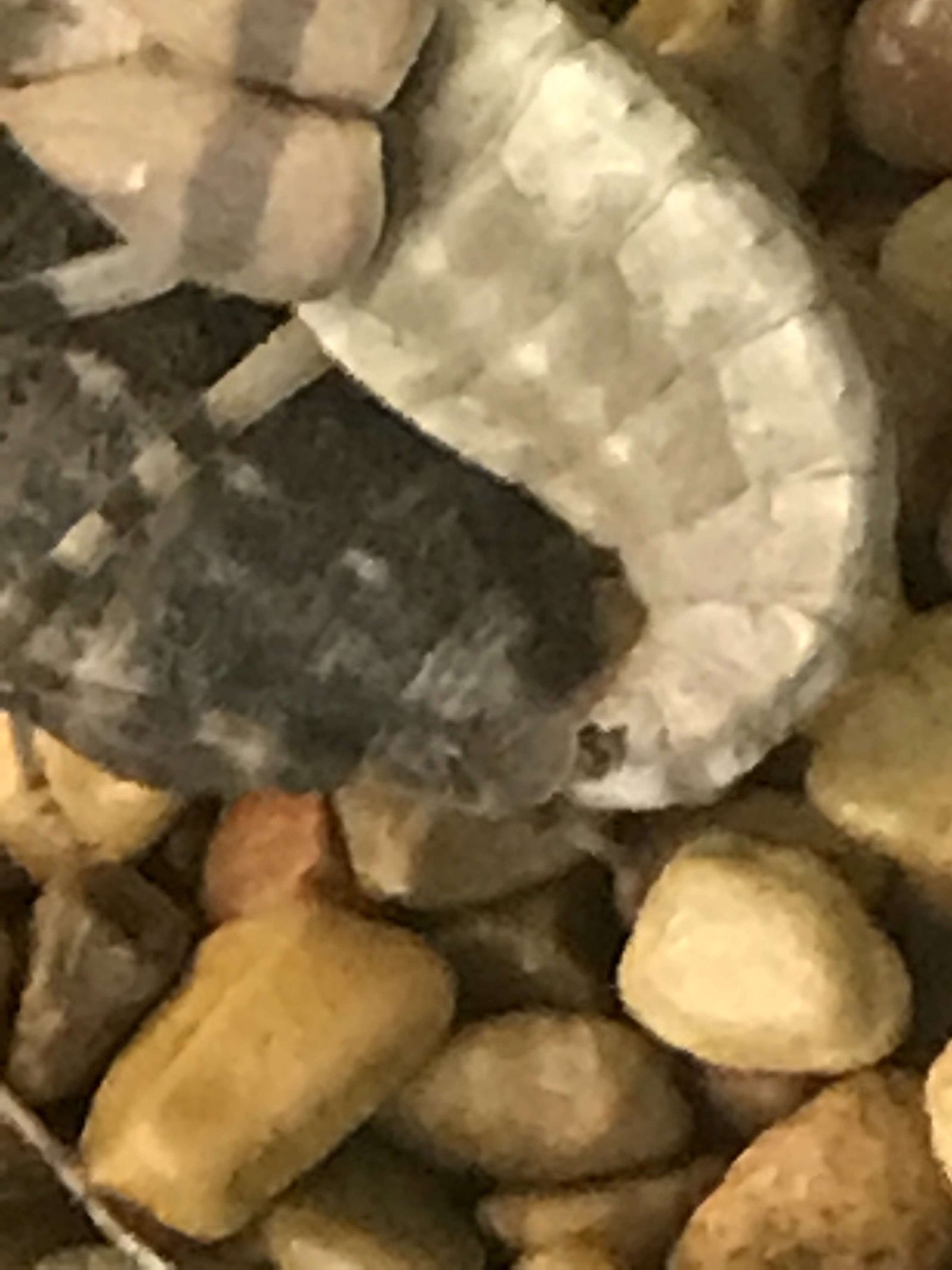 Eremiaphila species. Desert mantis - USMANTIS