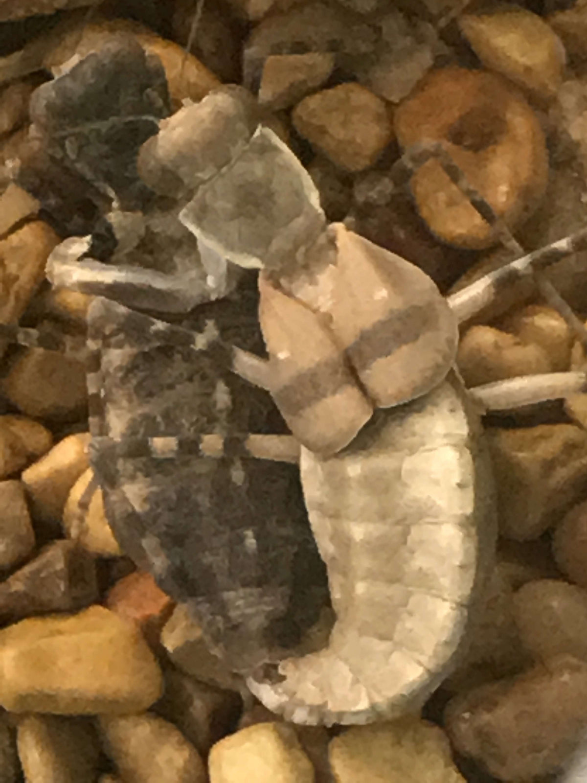 Eremiaphila species. Desert mantis - USMANTIS