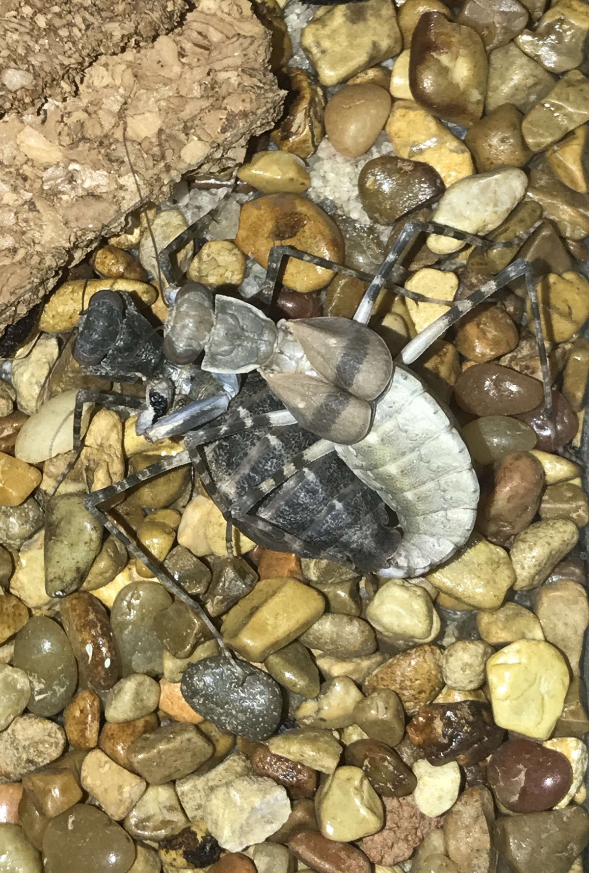 Eremiaphila species. Desert mantis - USMANTIS