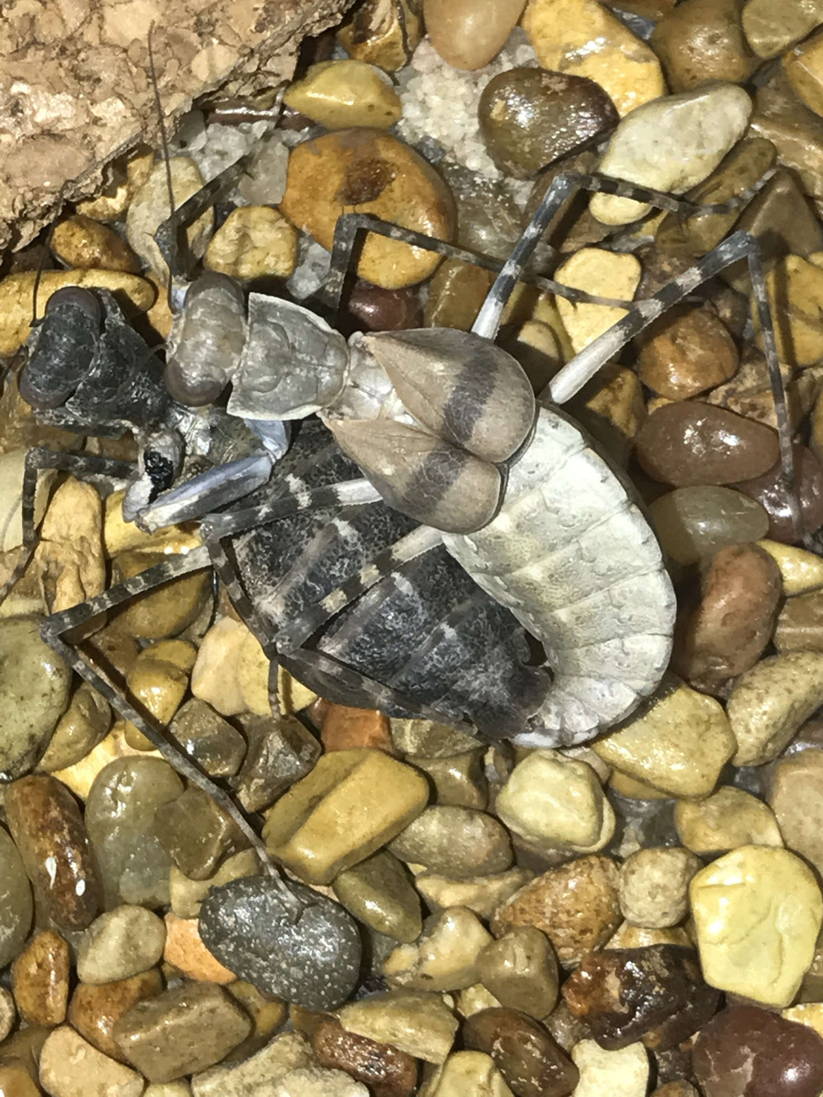 Eremiaphila species. Desert mantis - USMANTIS