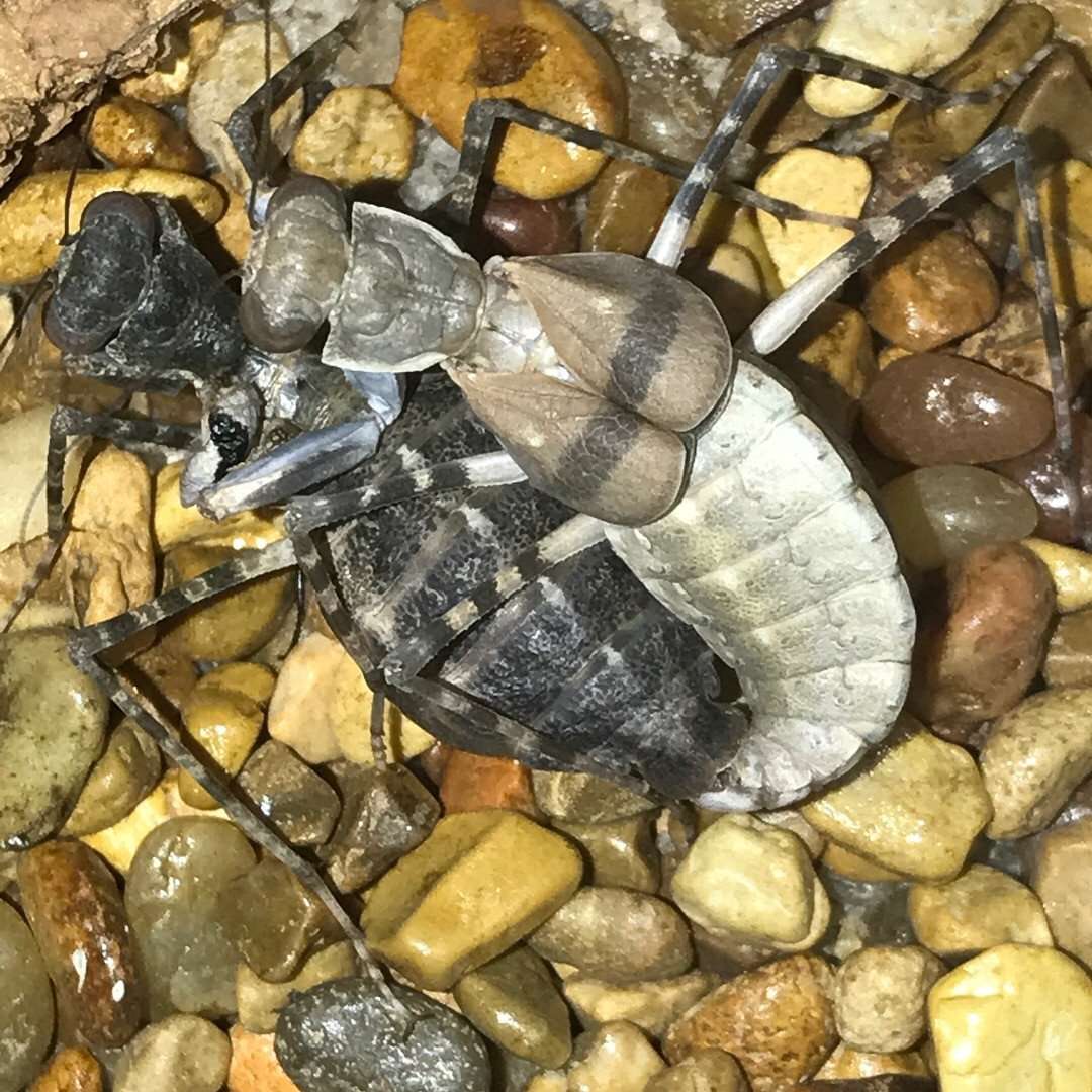 Eremiaphila species. Desert mantis - USMANTIS