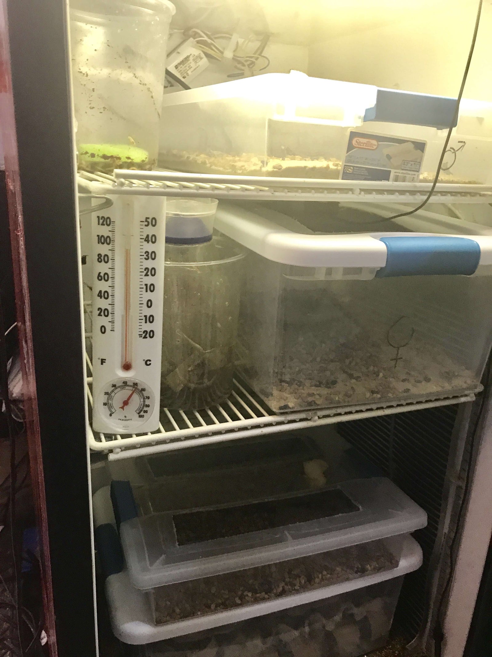 Eremiaphila species. Desert mantis - USMANTIS