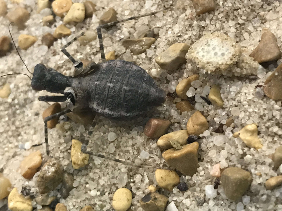 Eremiaphila species. Desert mantis - USMANTIS