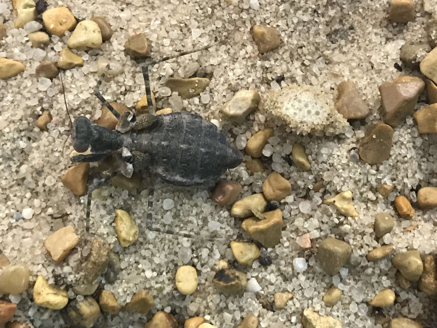 Eremiaphila species. Desert mantis - USMANTIS