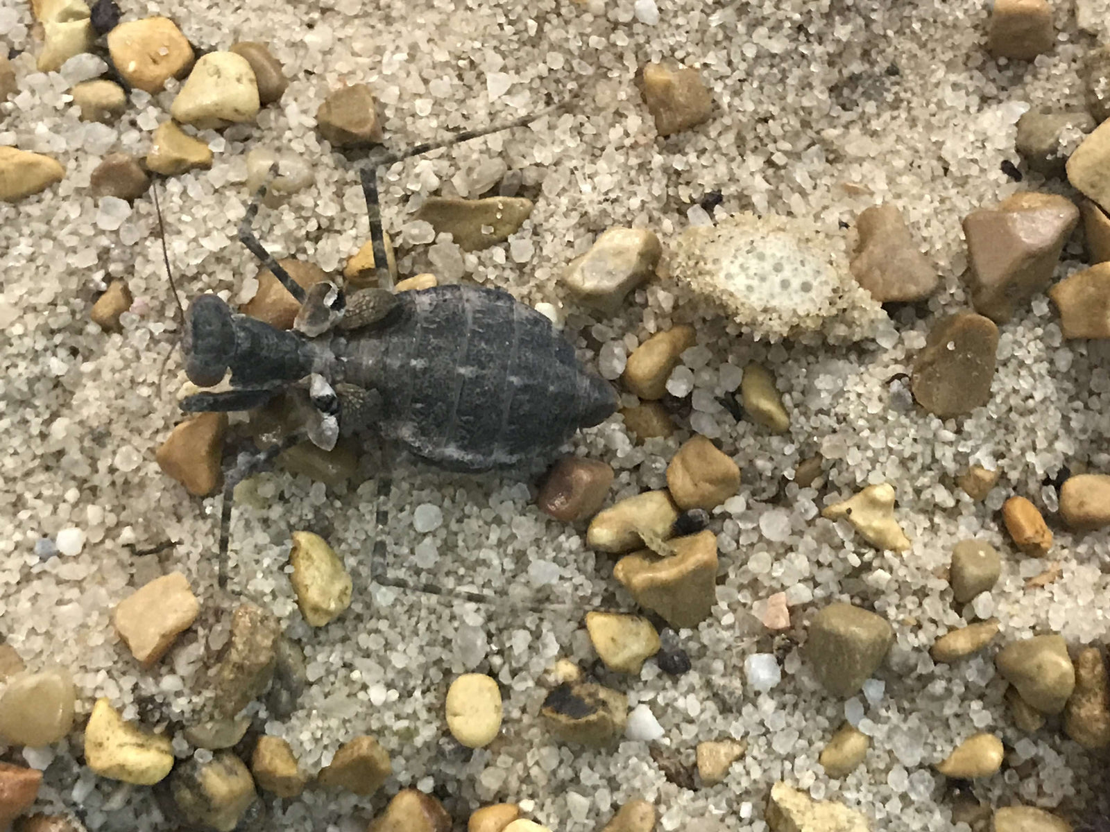 Eremiaphila species. Desert mantis - USMANTIS