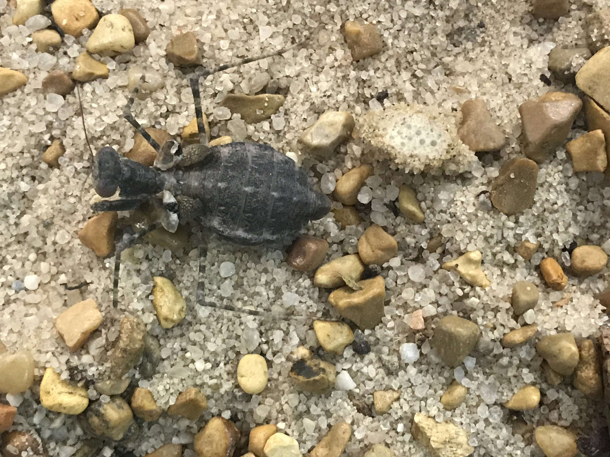 Eremiaphila species. Desert mantis - USMANTIS