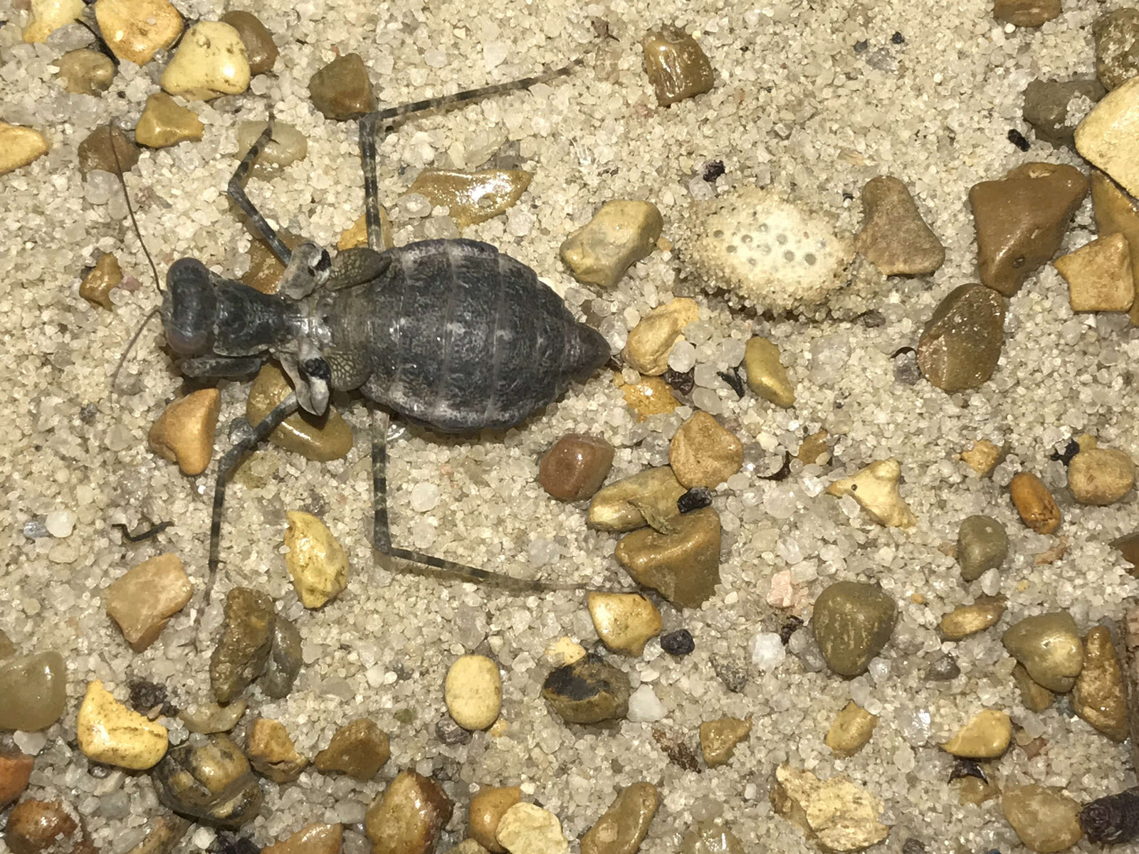 Eremiaphila species. Desert mantis - USMANTIS