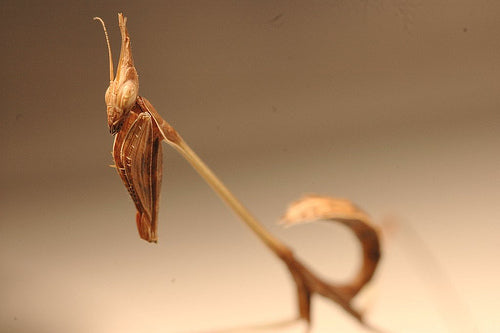 Idolomorpha lateralis "Alien head mantis" for sale - USMANTIS