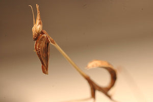 Idolomorpha lateralis "Alien head mantis" for sale, Live Insects - USMantis.com