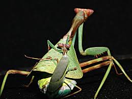 P. perpulchra “Beautiul” Peruvian Leaf mantis - USMANTIS