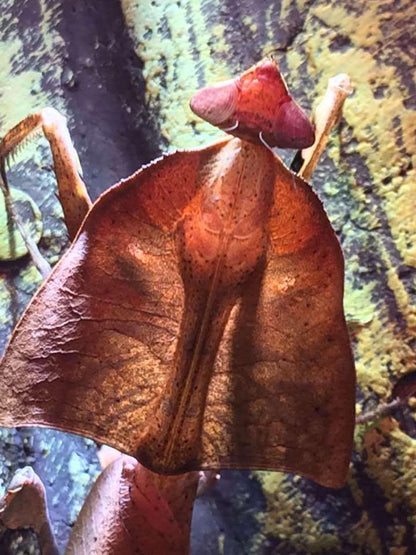 Deroplatys truncata - USMANTIS
