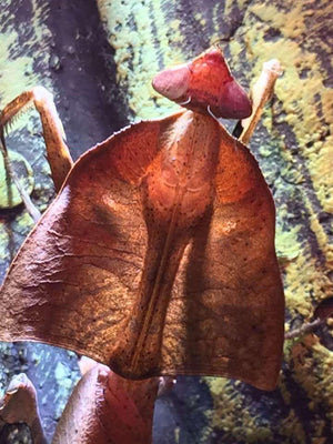 deroplatys_truncata