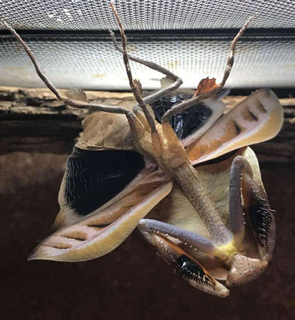 Deroplatys truncata - USMANTIS