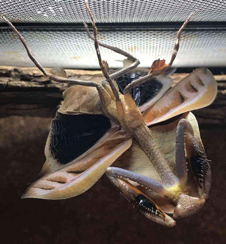 Deroplatys truncata - USMANTIS