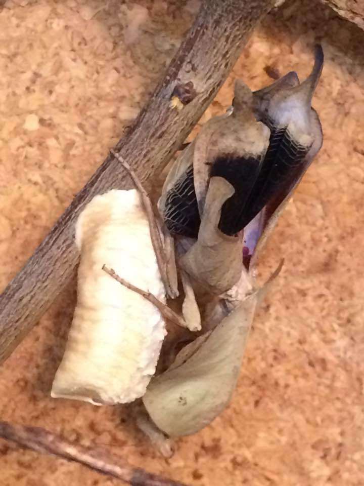 Deroplatys truncata - USMANTIS