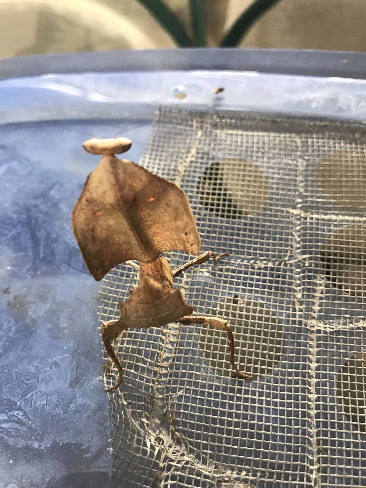 Deroplatys truncata - USMANTIS