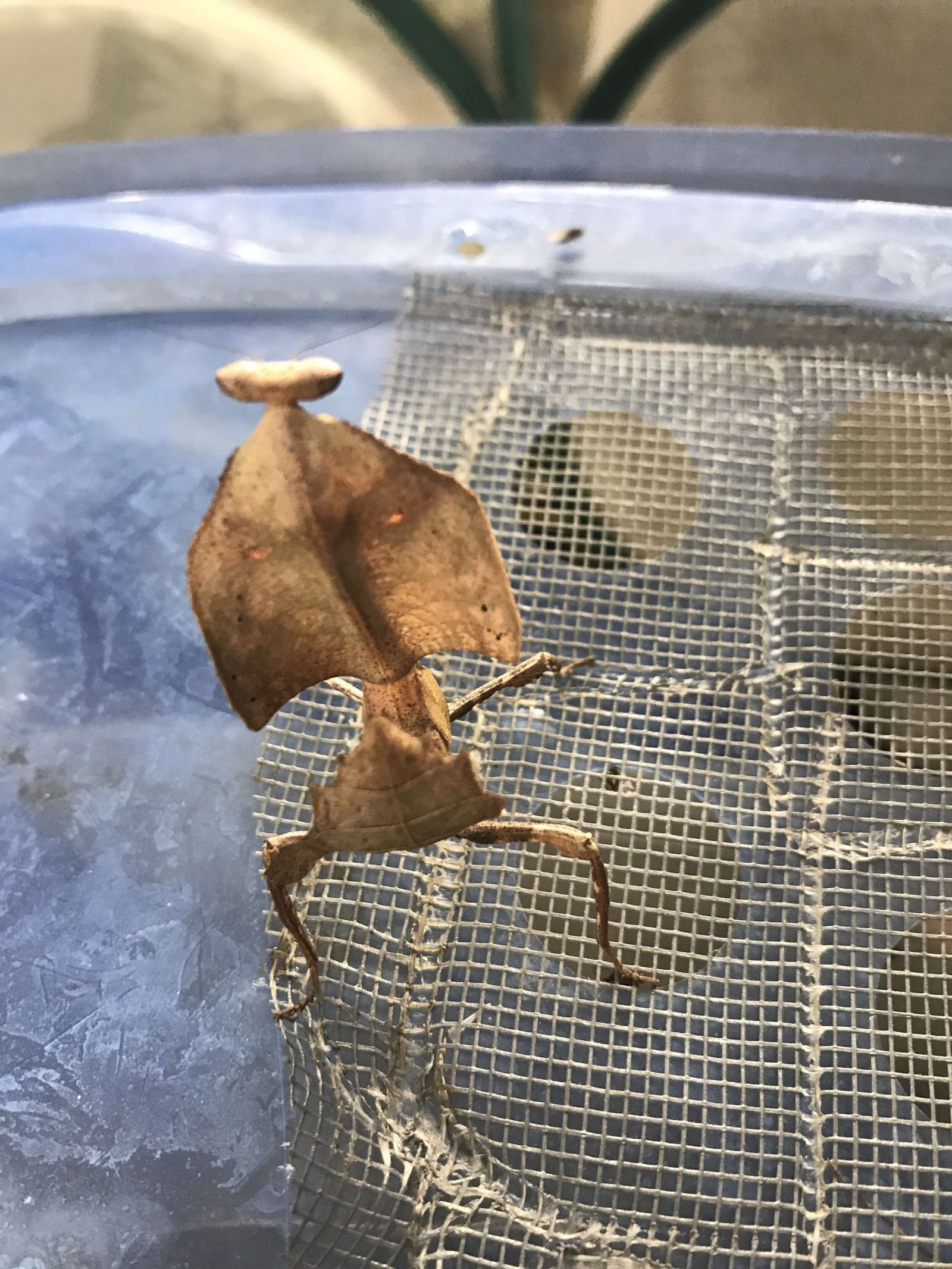 Deroplatys truncata - USMANTIS
