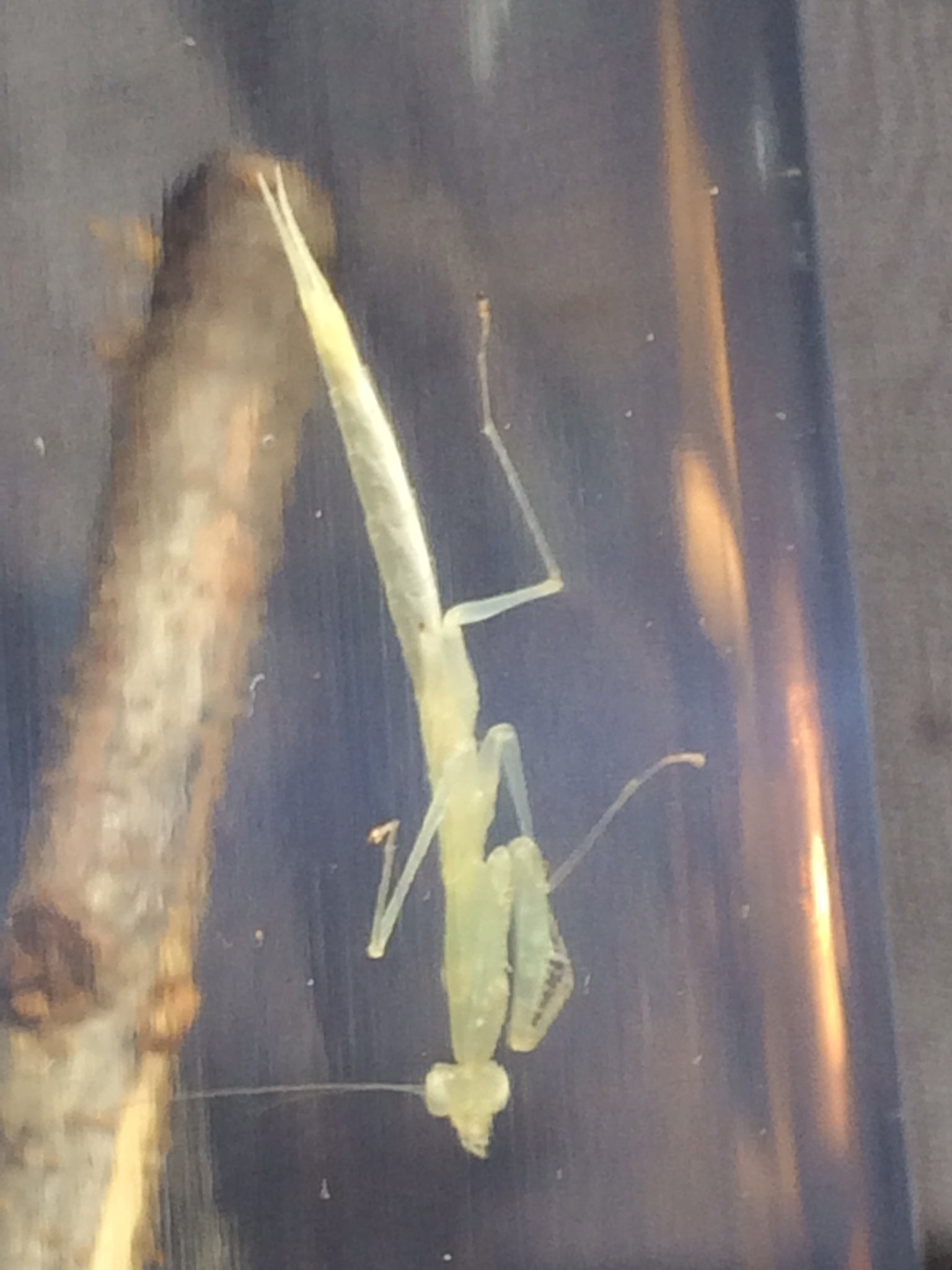 Sinomantis denticulata “Glass Mantis” - USMANTIS