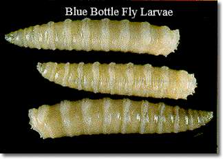 Púas de mosca de botella azul Pupas polinizadores, larvas, larvas, USDA criadas FRESCAS 